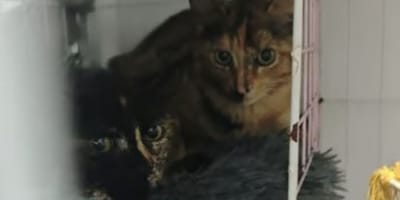 kira-canela-gatas-en-adopcion