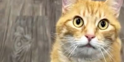Kitt la chatte