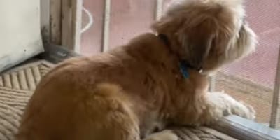 Kiwi le chien