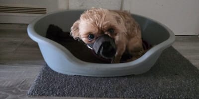Kleiner Hund in einem Körbchen