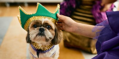 Kleiner Hund mit Karnevalskrone auf dem Kopf