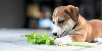 Mag een hond bleekselderij eten?
