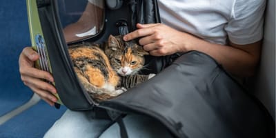 Kobieta ukarana grzywną we Francji, ponieważ kot zbyt głośno miauczy w pociągu