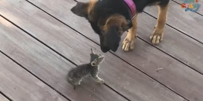 Kätzchen und Deutscher Schäferhund