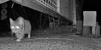Kölner Großmarktkatze tappt in die Fotofalle