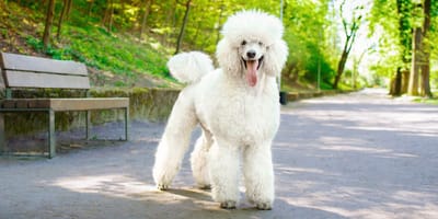 Standard Poodle
