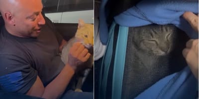 komandos uratował kota