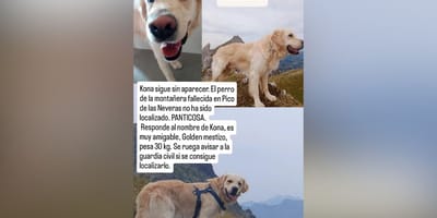 kona-perro-perdido-pirineos-panticosa