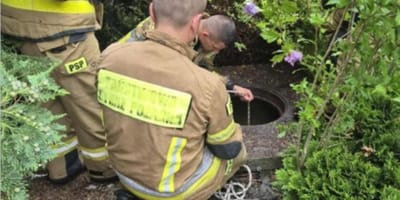 Kitten rescued from a well