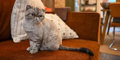 Kot Gary, przedmiot sporu