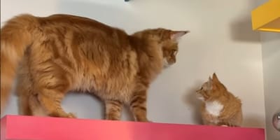 kot maine coon i golden retriever