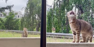 cat beneath apartment block