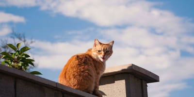 Die Katze des Nachbarn