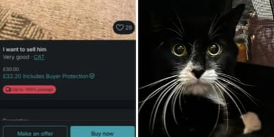 Kot sprzedany przez Vinted