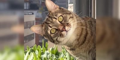 cat with tilted head staring