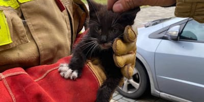 kot uratowany przez strażaków