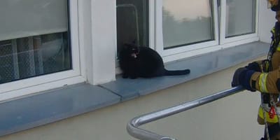 kot utknął na parapecie
