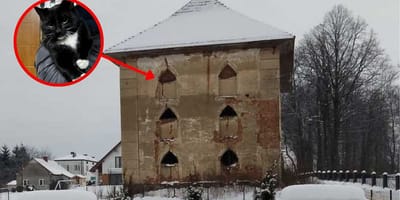 kot uwięziony w pustostanie