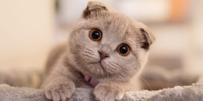 Katze im Haus