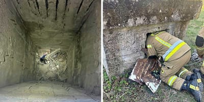 Kot w kanale i jego ratownik