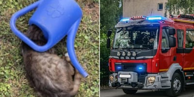 Kot z głową w konewce