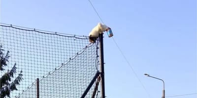 Kot z głowa w puszcze na ogrodzeniu