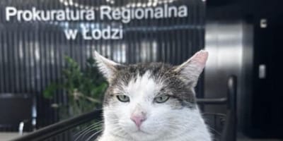 Kot Krzyś