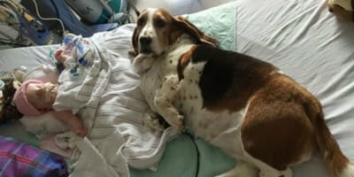 Pies w typie basseta