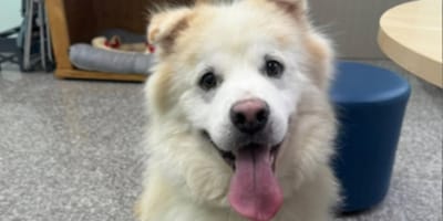 Kuno le chien