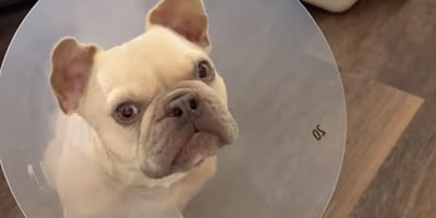 Kygo le chien