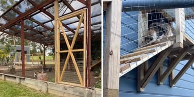 The secure outdoor space for cats