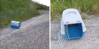 Otwarty transporter dla kota na ścieżce do schroniska