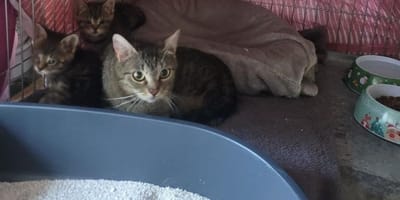 La chatte et ses chatons