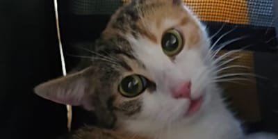 De kat Lilli
