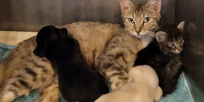 The cat who adopted the two puppies