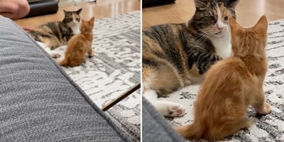 The cat staring at the ginger kitten