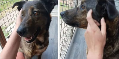 The dog who was abandoned at the rescue centre