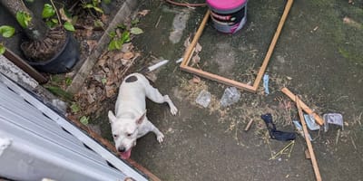 La chienne abandonnée dans le jardin