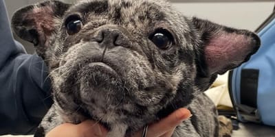 Perra bulldog francés encontrada en aparcamiento