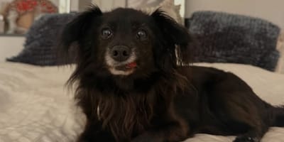 La chienne Jolie