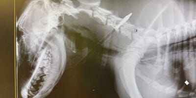 La radiographie de la flèche logée dans le corps du chien