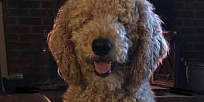 labradoodle errore toelettatura