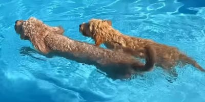 Labradoodle pup Luna wordt geholpen met zwemmen door oudere zus