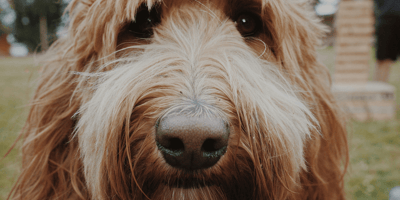 Labradoodle staring at camera