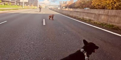 Labradoodle wordt van A10 gered door politiehonden Barras en Buddy