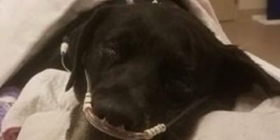 femelle labrador qui attend 21 chiots