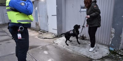 Labrador Ben vindt ieder spoor van vuurwerk