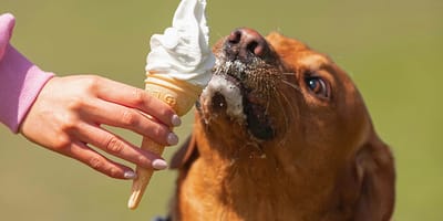 Labrador eet ijs