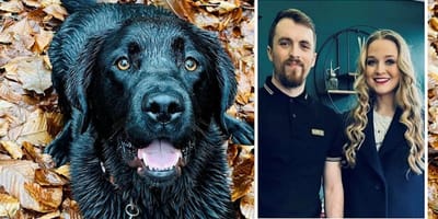 Labrador Gus und seine Halter