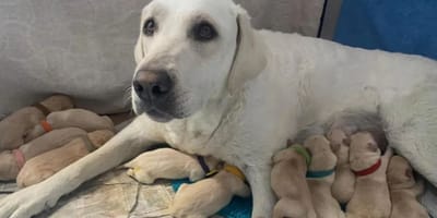 labrador i szczenięta